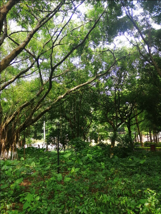 东莞旗峰公园掠影,东莞旗峰公园大体俯视图片