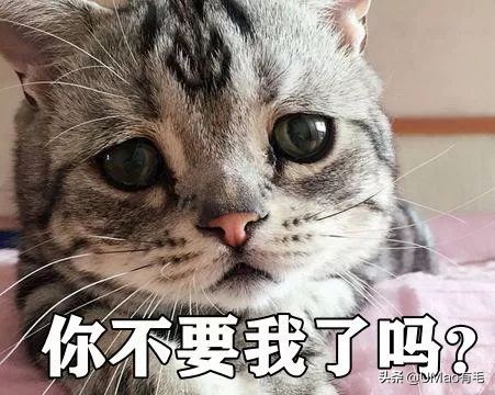 上门喂猫到底怎么样,上门喂猫一般多久一次