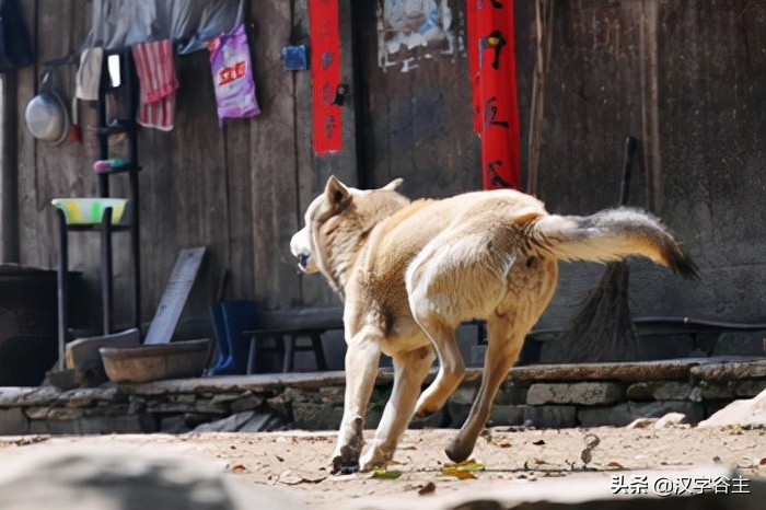 与朱元思书鸢飞戾天注解,与朱元思书鸢飞戾天的意思