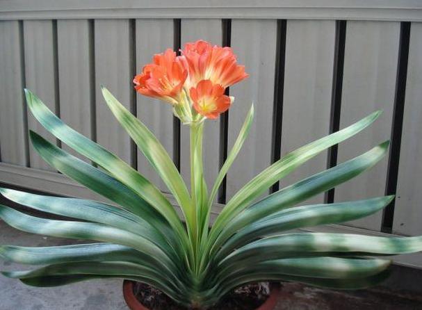 种花如何防烂根,烂根花草的养殖方法