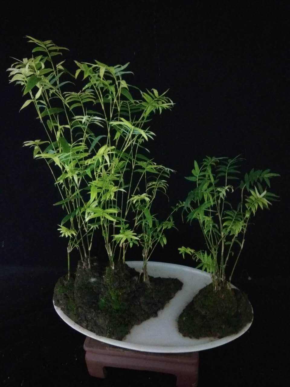 没有院子养不活的植物,既能放盆里又好养的竹子