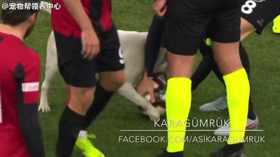 狂热球迷冲进赛场视频,狂热球迷冲进球场自述