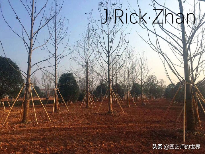 怎样种植草坪技术,果岭草坪的种植养护方法及技巧