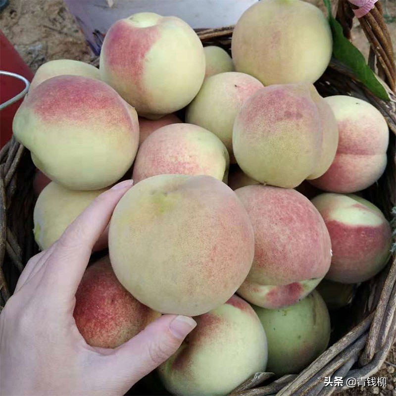 青州蜜桃产业现状及发展对策