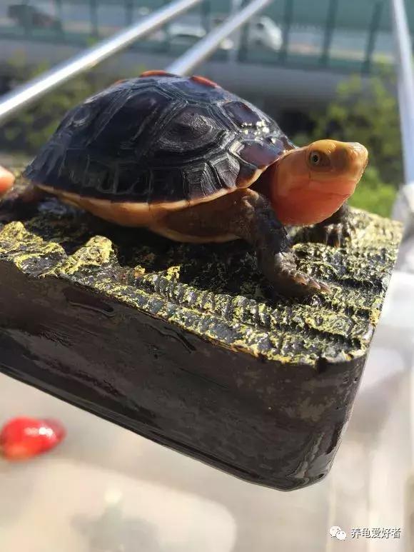 养龟十大禁忌是什么,养龟的七大禁忌有哪些