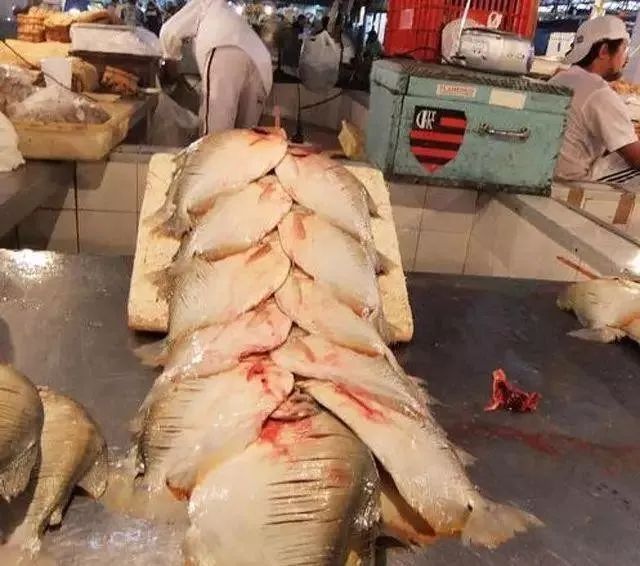 世界十大凶猛淡水鱼类,顶级淡水鱼类