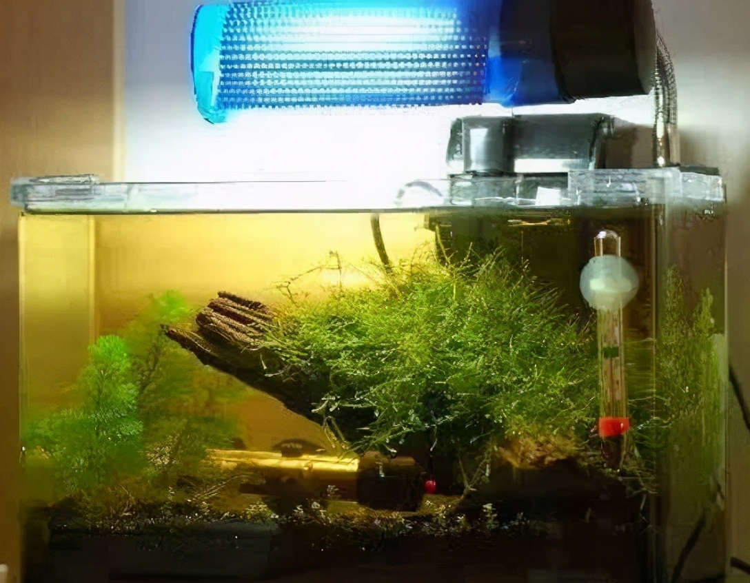 鱼缸水黄褐色,金鱼缸水黄怎么回事