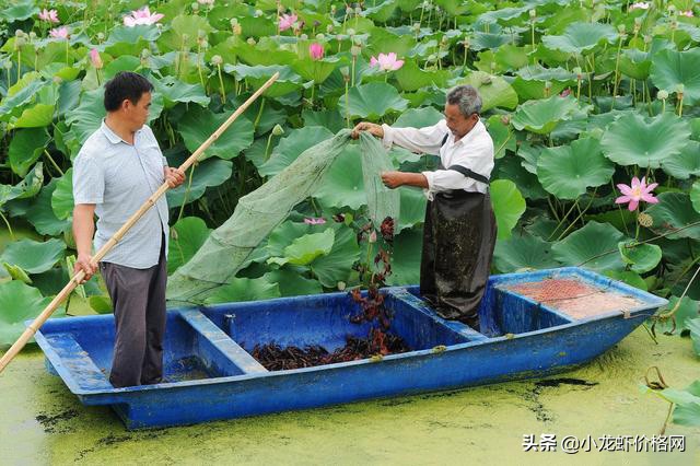 六安市养殖龙虾的真实利润,100块钱六斤龙虾利润多少