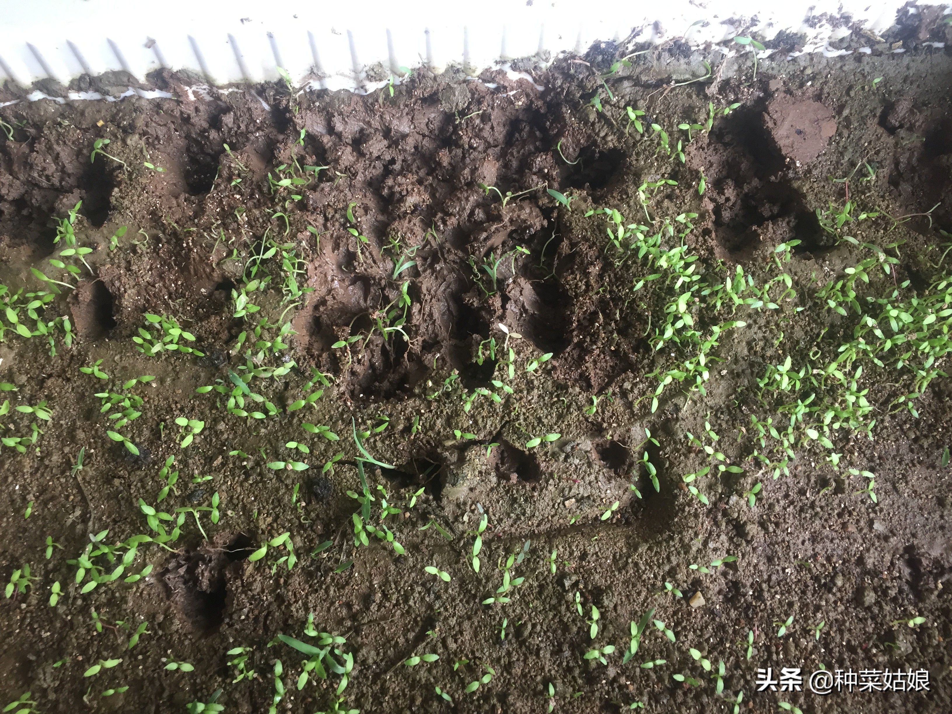 种菜小苗又细又长怎么处理,种菜出苗太多怎么办