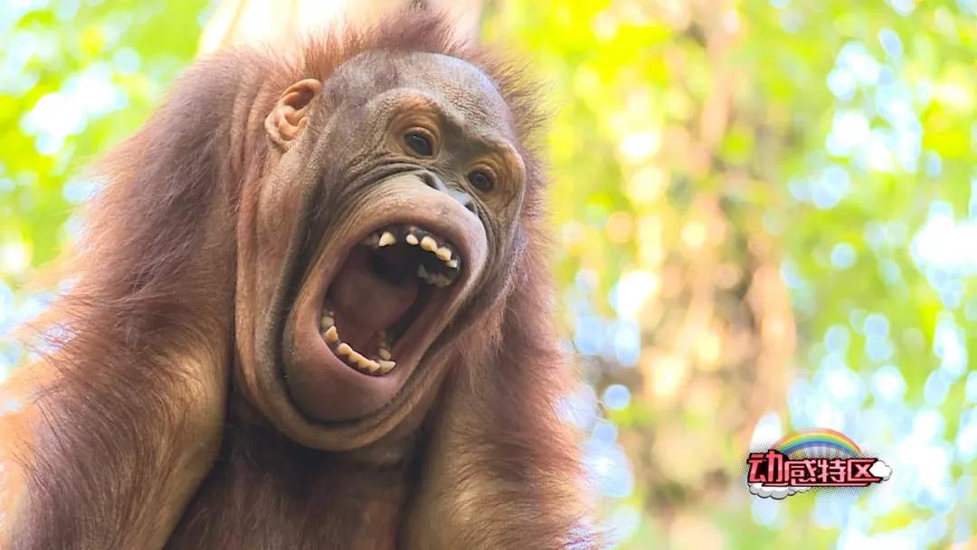 大熊猫百科知识详细介绍,大熊猫前脚有几只手指