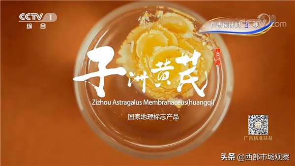 子洲黄芪新闻,央视报道子洲黄芪
