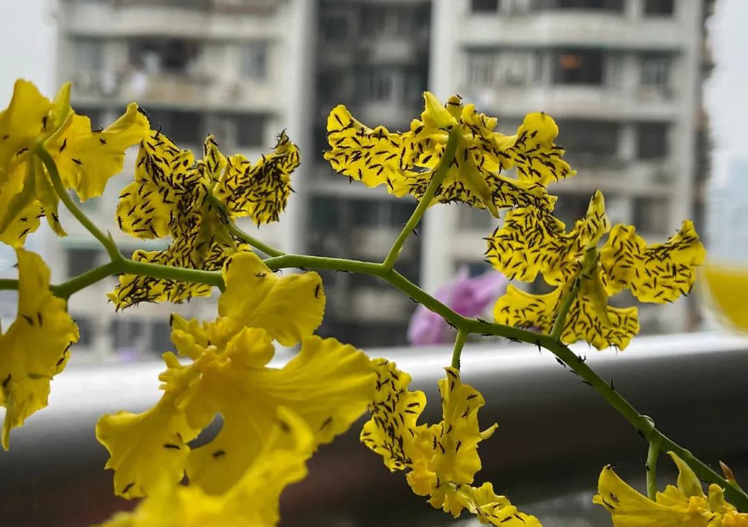 不明小虫咬后奇痒无比,咬人很痒的小黑虫有哪些