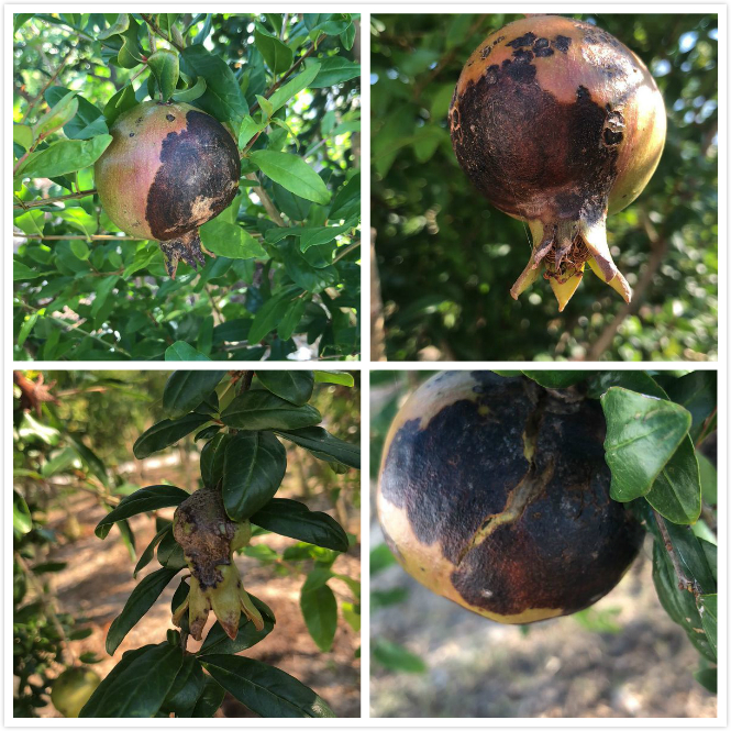 濂楄鐭虫Υ,鐭虫Υ濂楄鍜屼笉濂楄鐨勫ソ澶勪笌缂虹偣