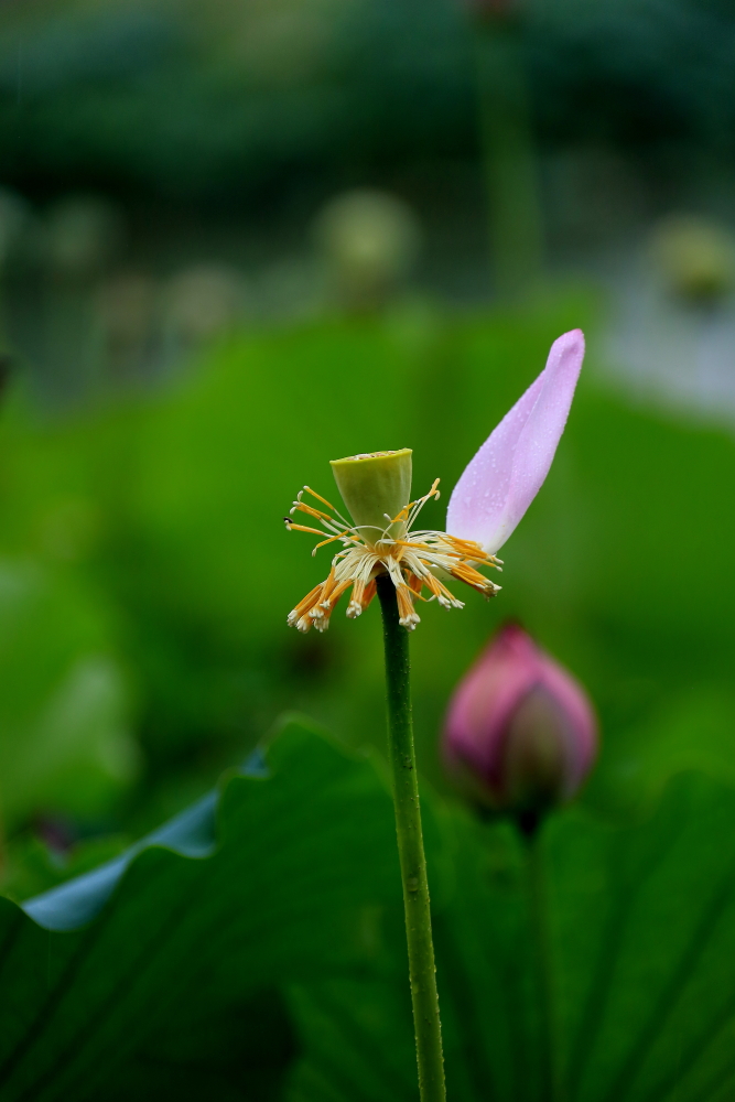 荷花朵朵歌曲完整版,口琴演奏绿岛小夜曲a调完整版