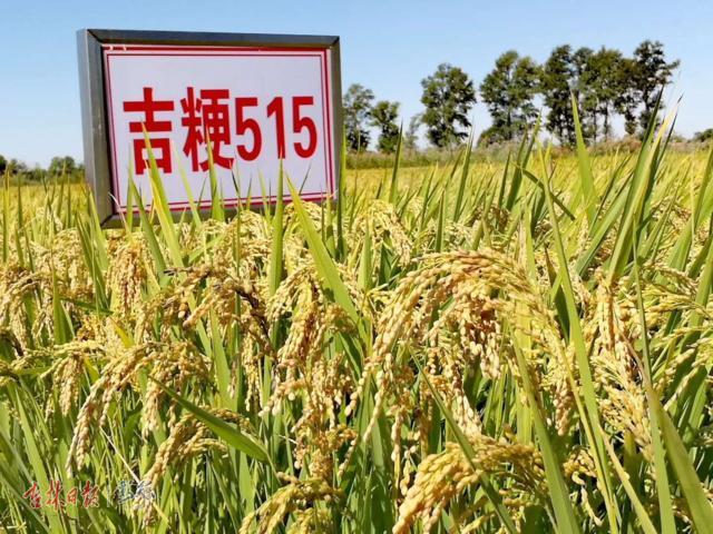 吉林大米热销第一名,一举夺得60枚金牌