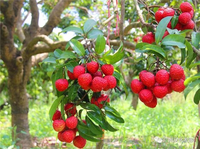 荔枝有股苦涩味该怎么吃,荔枝热气怎么降火