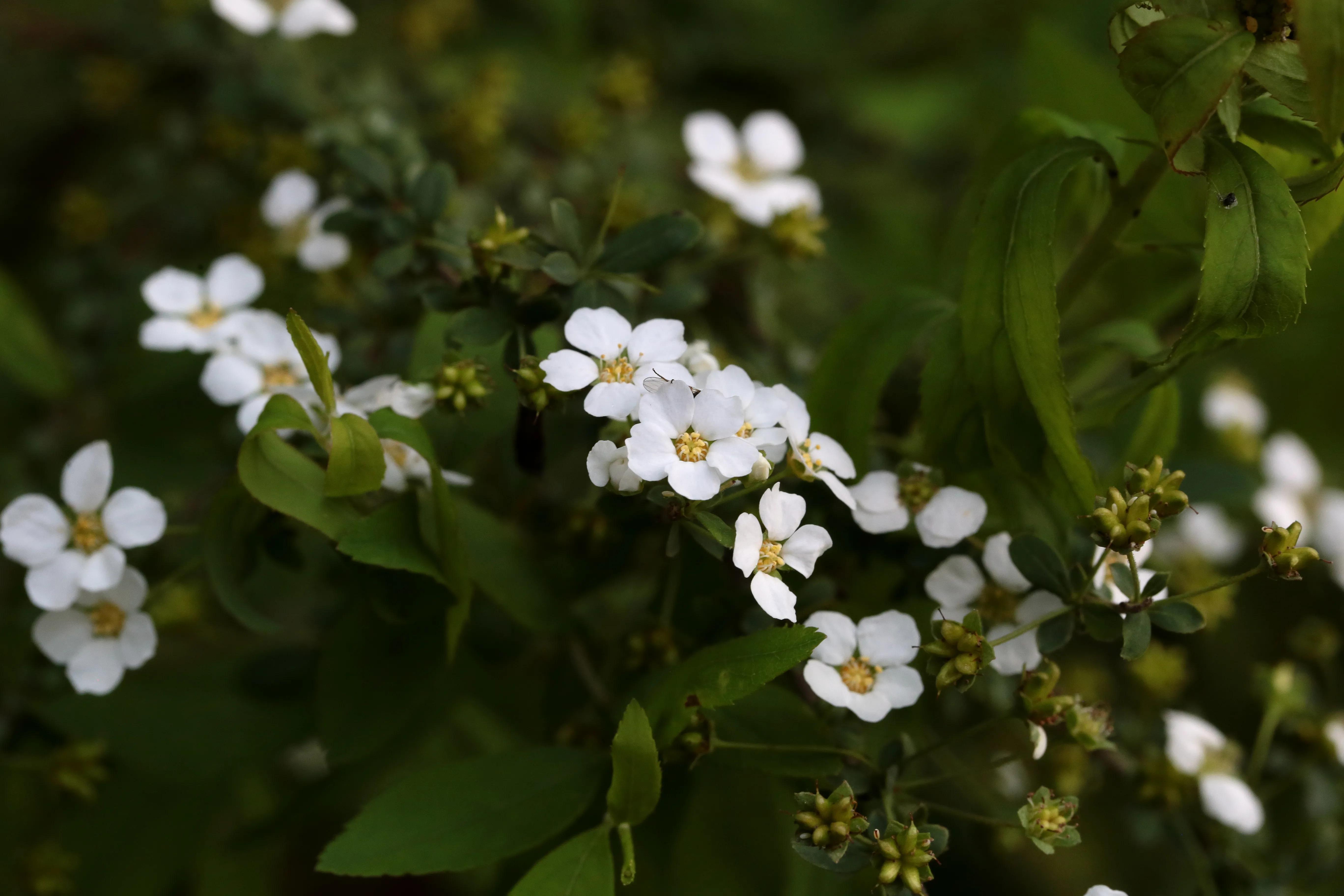 西溪湿地花朝节花草集（2）