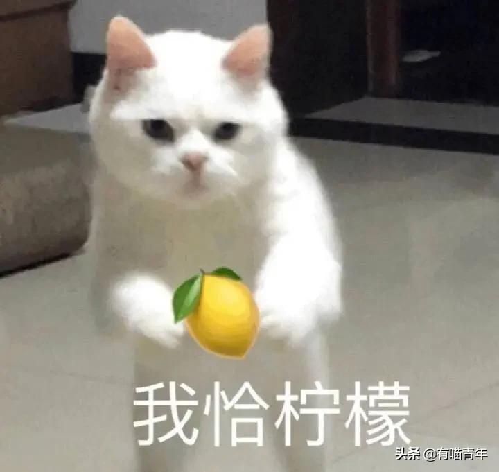 布偶猫身长四十厘米体重九斤,超级可爱的布偶猫有两万斤