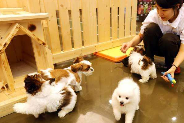 春节该如何带宠物回家,马上快过年了宠物应该怎么照顾呢