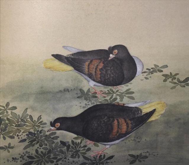 航拍信鸽归巢视频,赛鸽归巢后怎么看