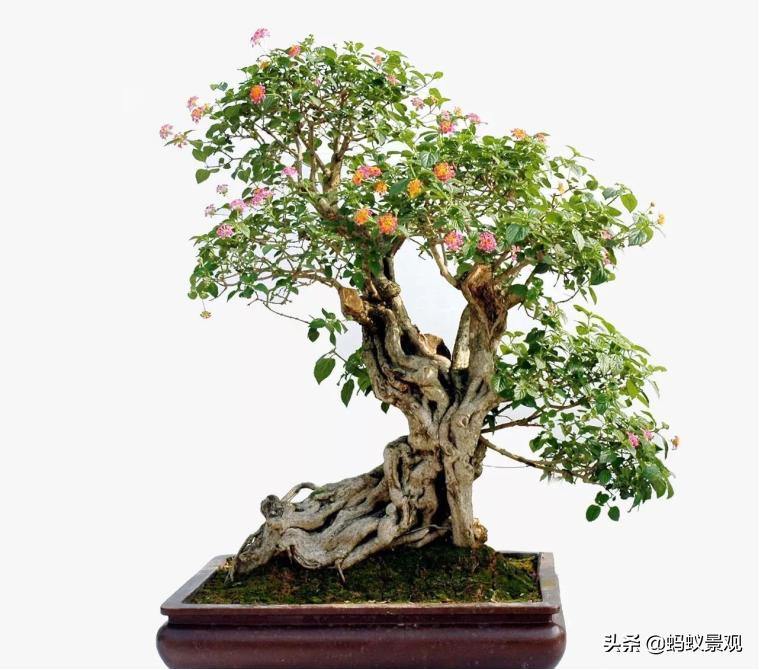 陈从周的园林作品有哪些,陈从周中国园林风格