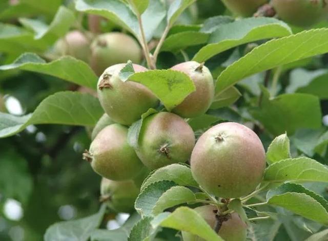 苹果出嫩叶卷叶怎么治,苹果花后怎么防治病害