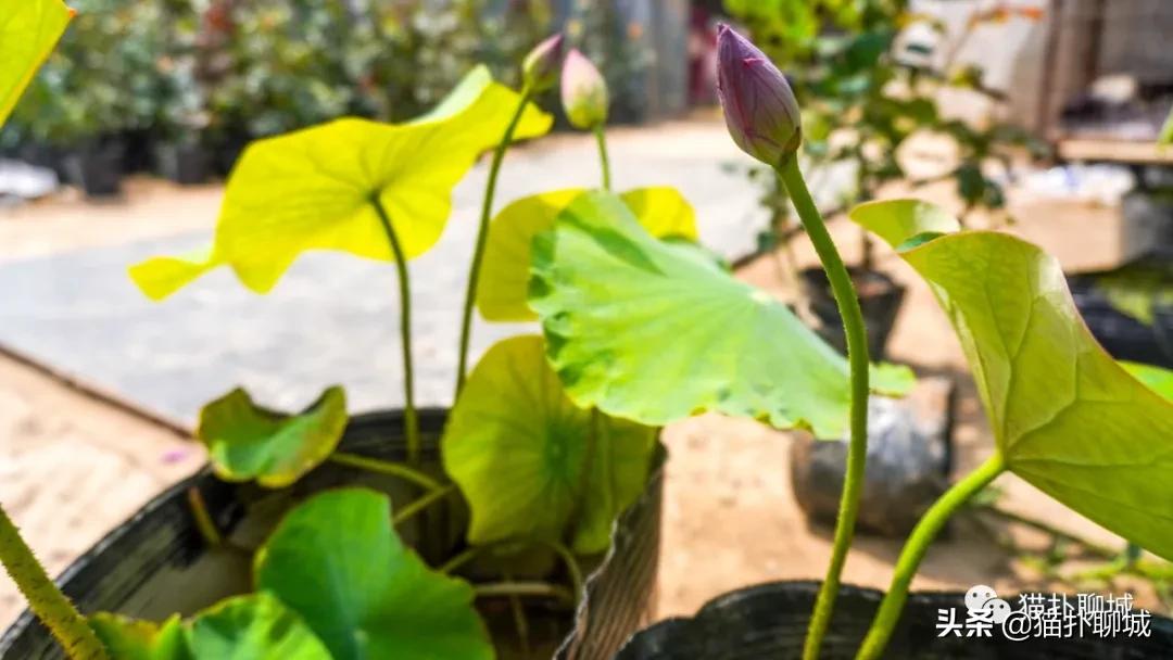 聊城最便宜的花卉批发,聊城附近的花卉市场