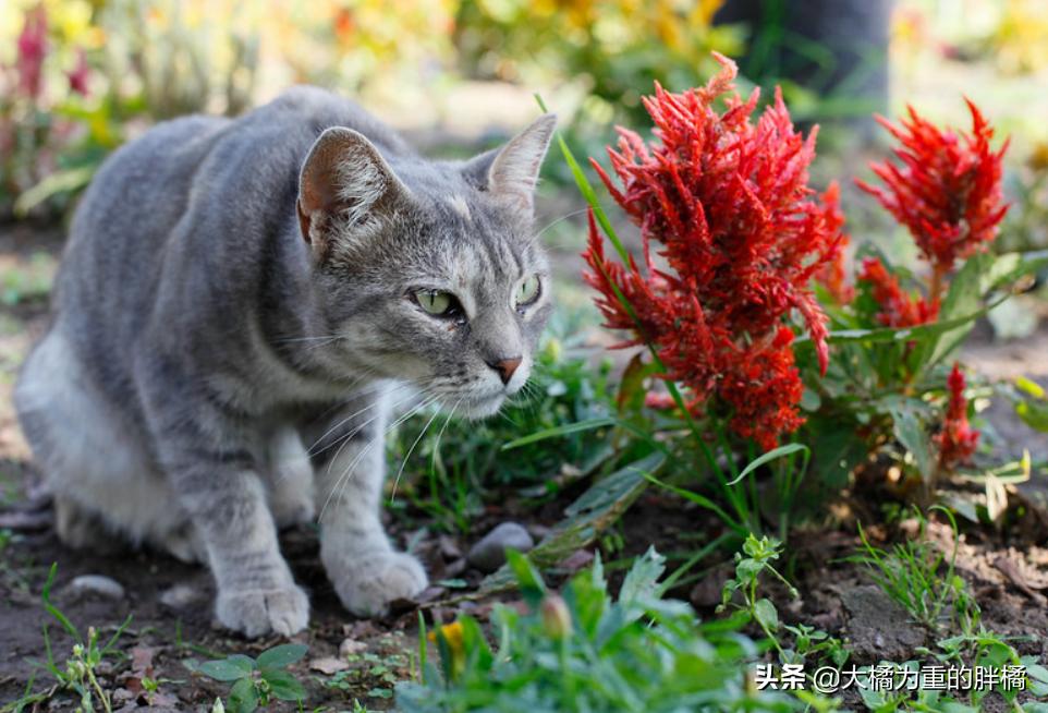 如何带着猫咪自驾游,带着小猫自驾游猫咪怎么上厕所