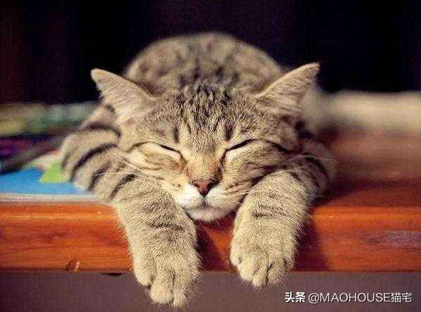 猫常见的十八种疾病及其治疗方法,猫感染了虫子怎么办