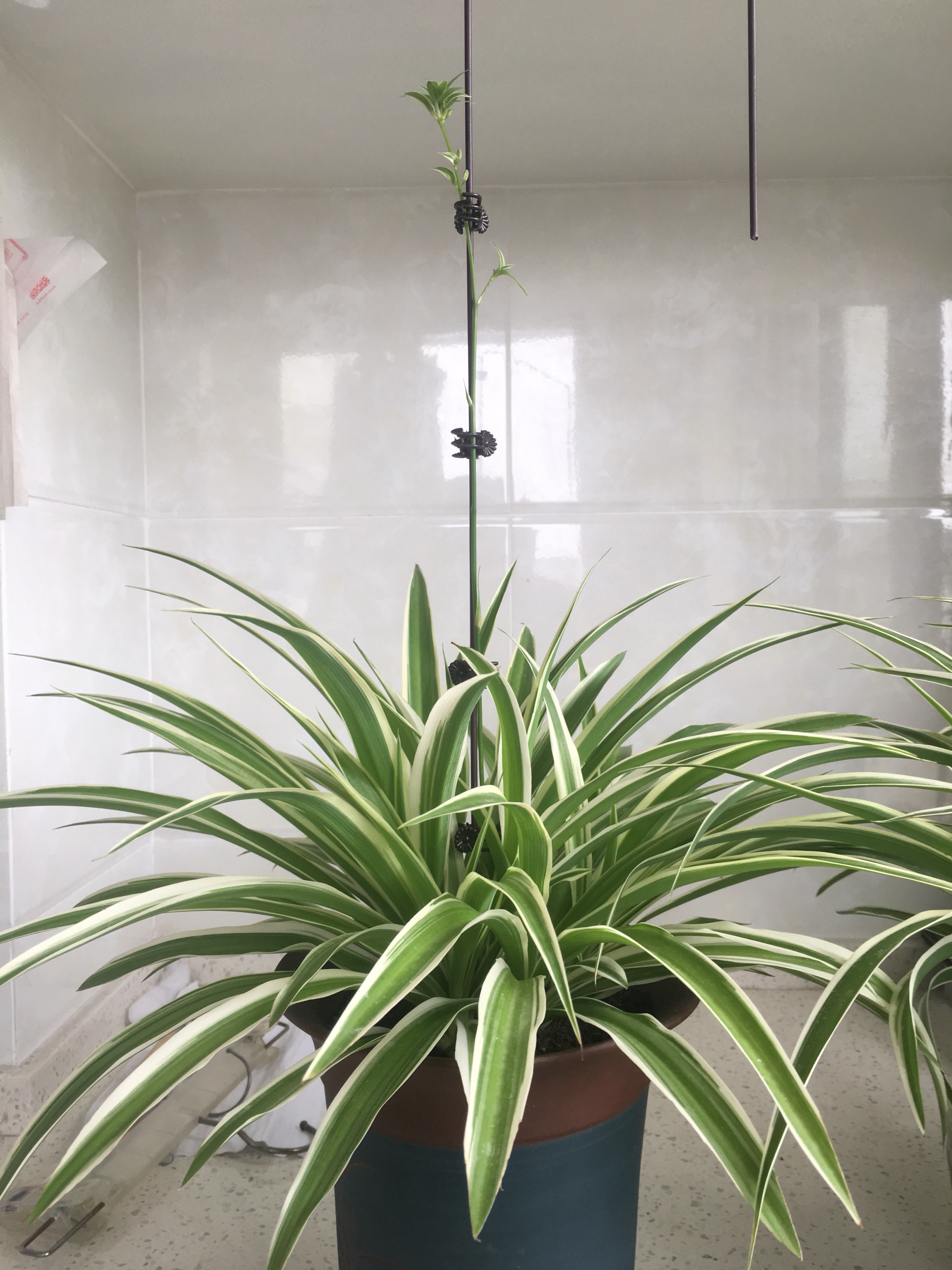 吊兰怎么养才能快速抽藤,吊兰软趴是怎么回事