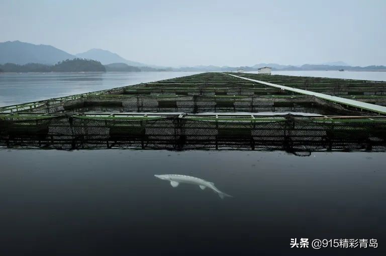 品尝鱼子酱为什么用手背,鱼子酱可以放手背上吃吗