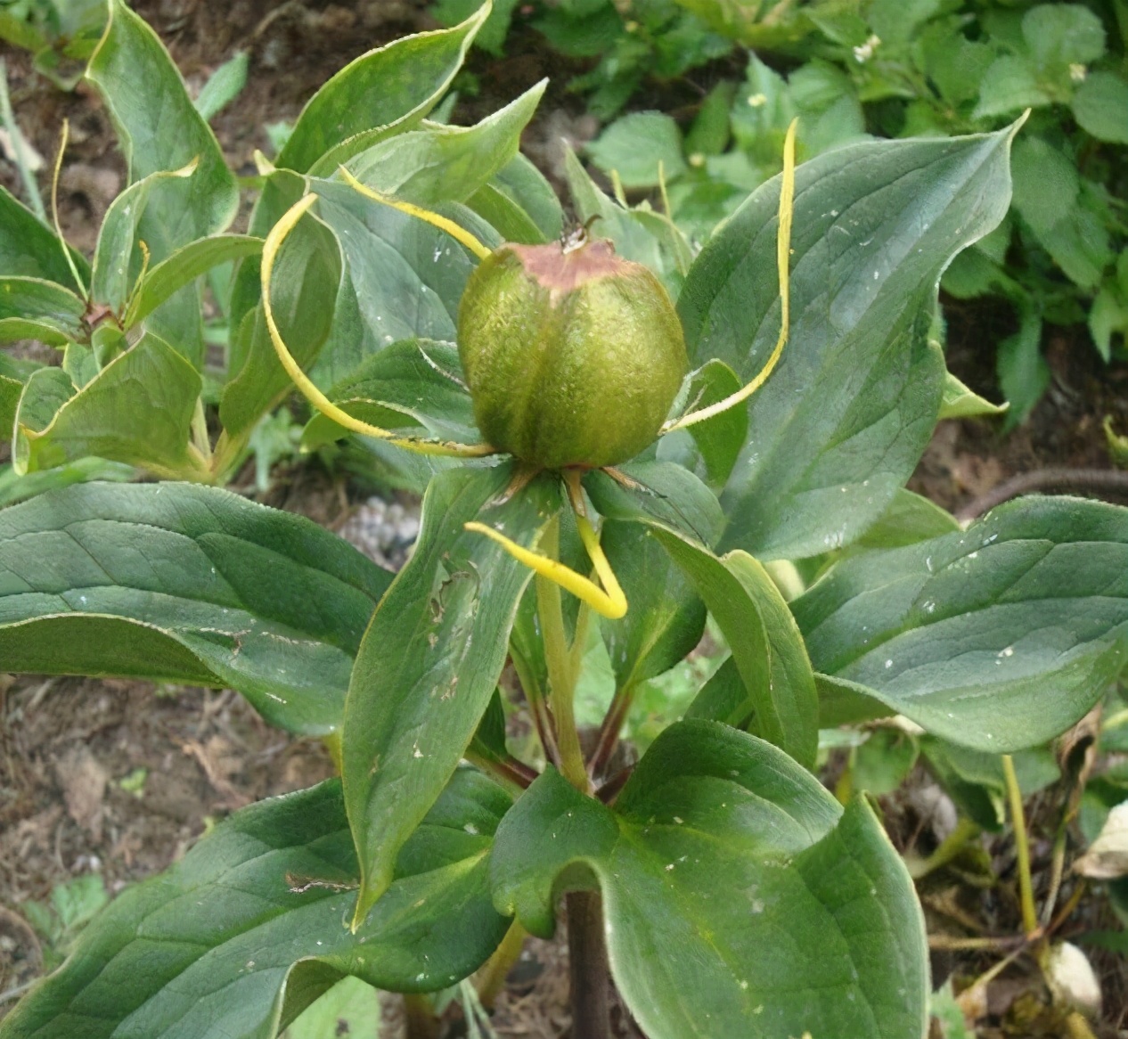 蛇草价格1公斤多少钱,农村十大蛇草