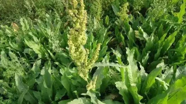 农村常见野花野草,这些野菜农村随处见