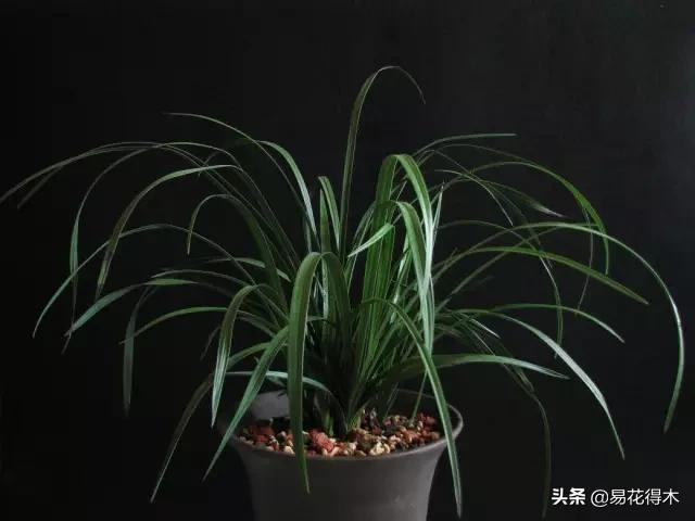 花卉栽培｜蛇木、泥炭、椰糠、松针，这些纤维类植料有什么优点？