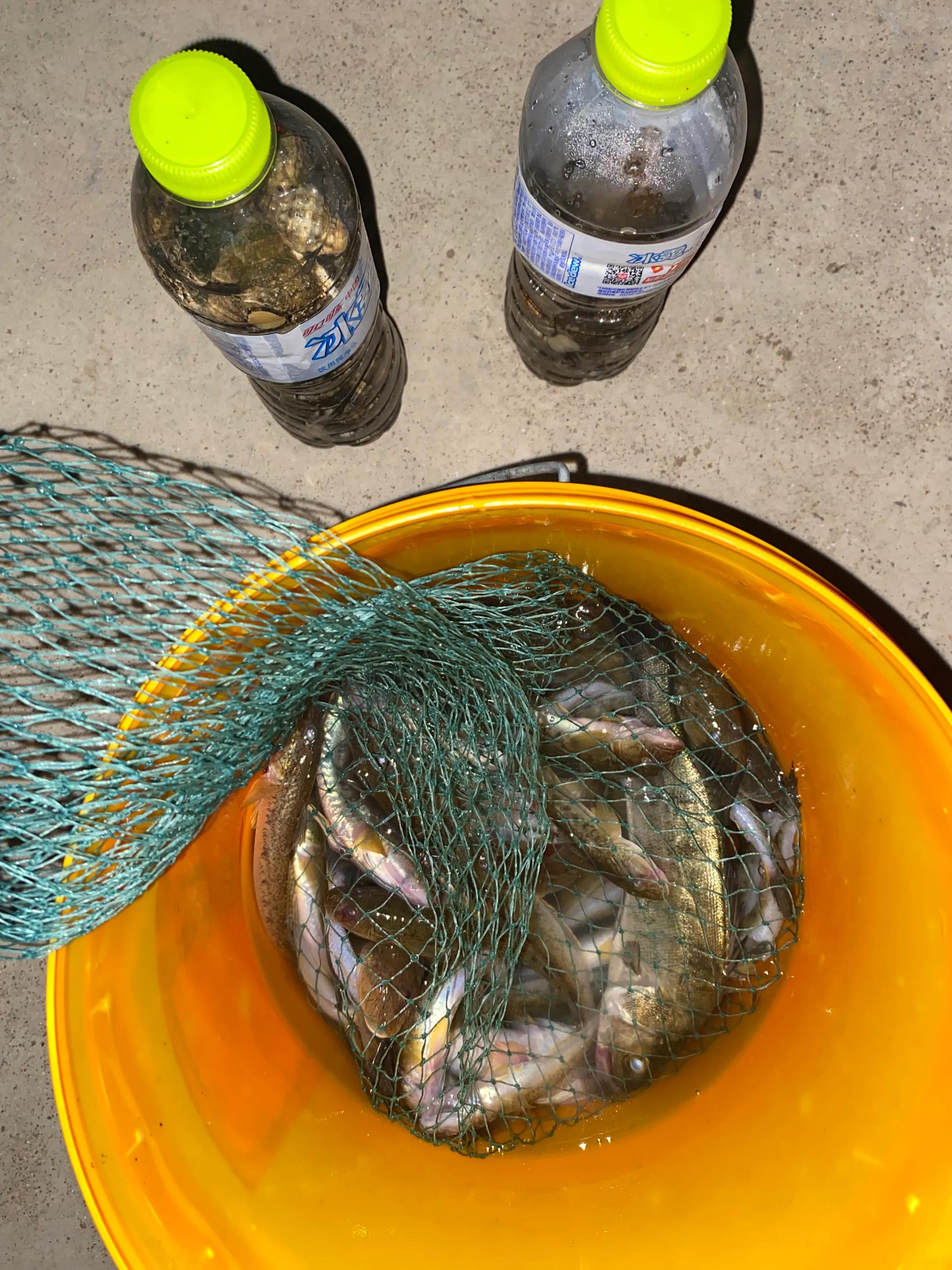 潍坊北海发现鬼头刀鱼是咋回事,潍坊北海鬼头刀