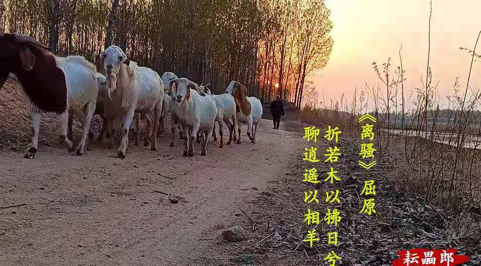 羊是如何解决爱恨情仇的？争夺配偶引发旋风相对，泗河公羊打架