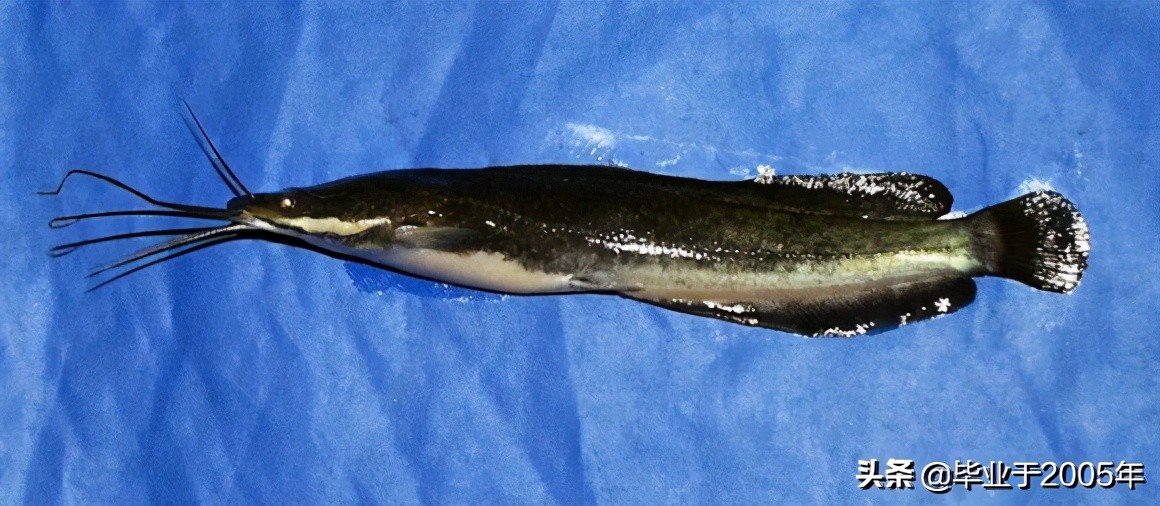 大连旅顺野钓淡水鱼的地方,大连近海常见鱼类图鉴