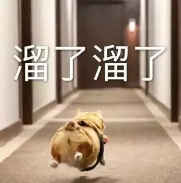 怎么纠正狗狗挑食的习惯,狗狗挑食饿几天它才能吃