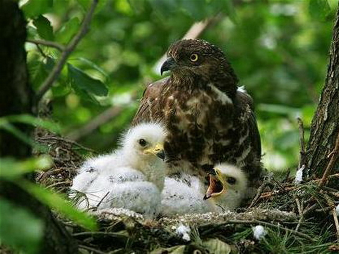 泰山上有猛禽,泰山上发现猛禽