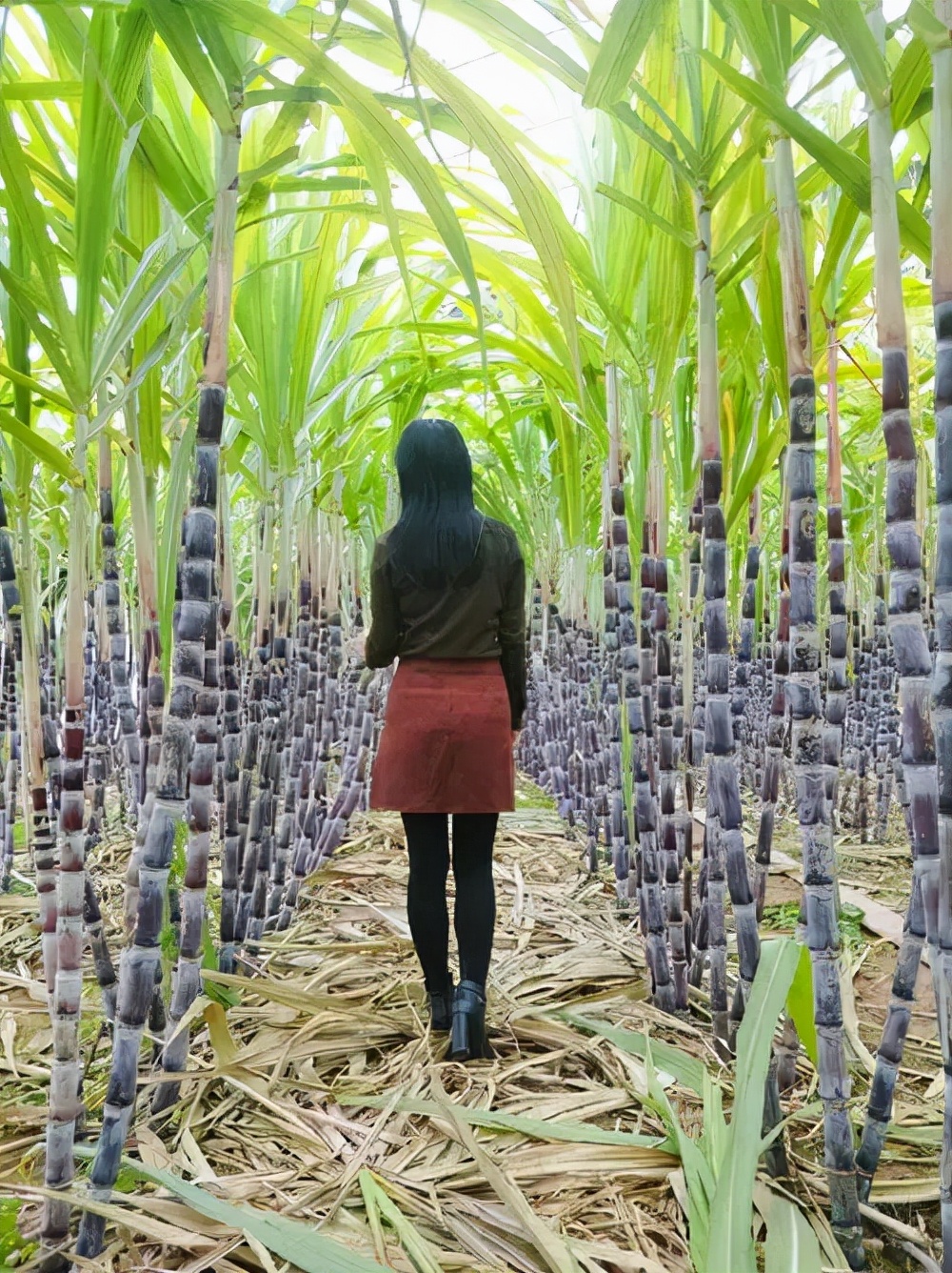 世界糖王郭鹤年,亚洲糖王郭鹤年的传奇人生