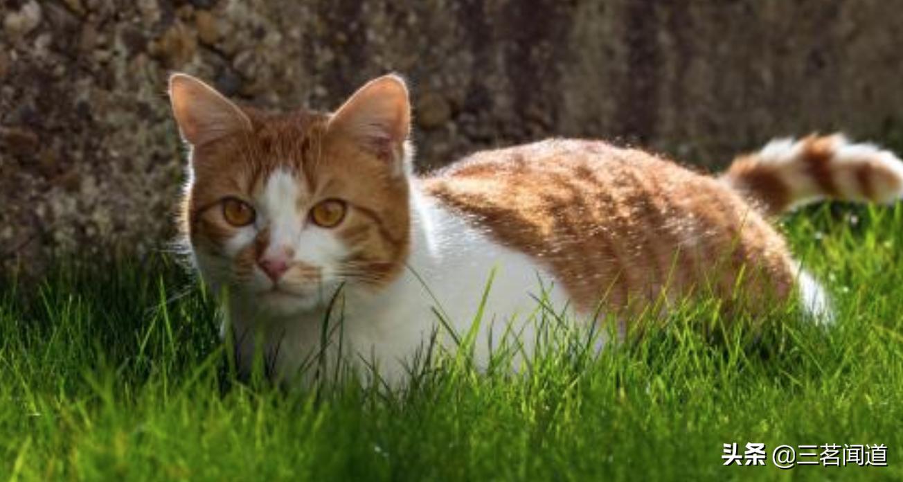 野生黄鼠狼,在东北最不能惹的动物就是黄鼠狼