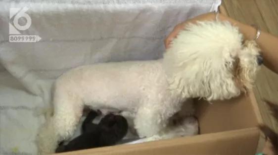 跨越种族的母爱小狗和小猫,跨越种族的母爱狗狗救小猫