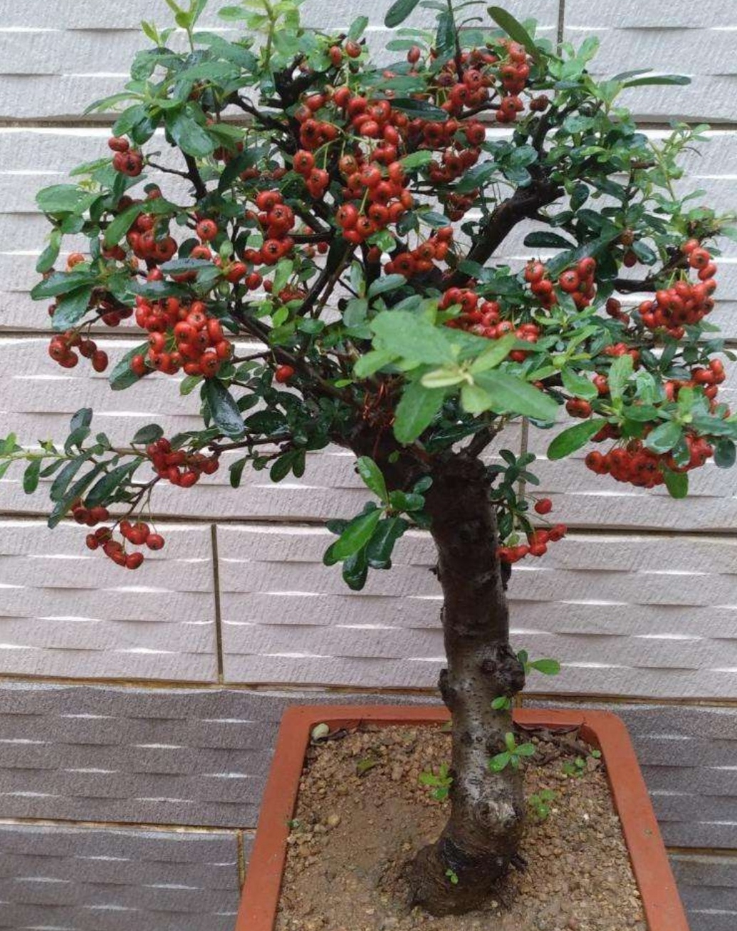 火棘树盆景的养殖方法和注意事项,火棘盆景室内养殖方法有哪些