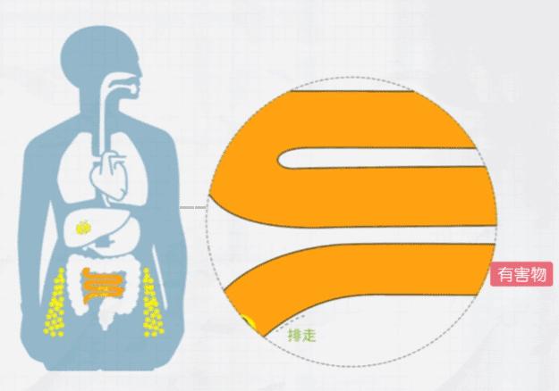 西兰花种子固体饮料的作用,西兰花种子水提取物功效