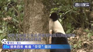 熊猫贝贝美国饲养员,海归大熊猫贝贝中国饲养员