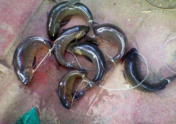 大量储存活鱼的四种方法,活鱼死了直接放入冰箱可以保鲜吗