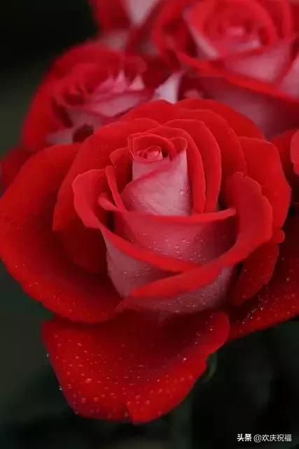 明日七夕，777幸福花送给群里所有的朋友，谁打开，谁幸福