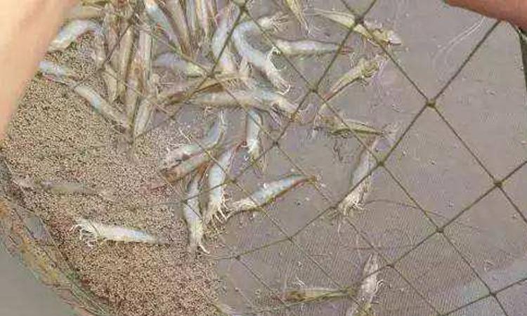 养虾喂食技术视频,养虾需要喂什么饲料