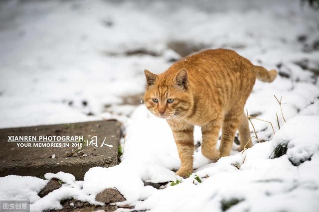 下雨天流浪猫怎么办,下雨天碰到流浪小猫怎么办