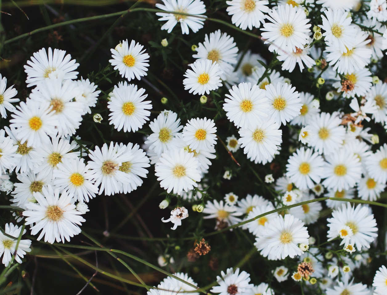 vans到底是什么梗,vans是什么的梗